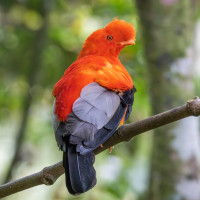 Andean Cock-of-the-rock